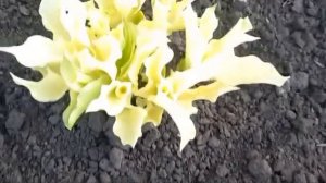 #белаяхоста #хостаВайтФезер / Белая хоста Вайт Фезер (лат. hosta White Feather) весной 28.04.24.