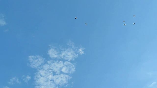 ДОЦЯ ГОНЯЕТ ТОЖЕ ГОЛУБЕЙ! смотреть онлайн