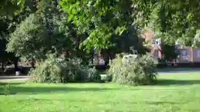 Аномалия деревьев 2 часть смотреть онлайн