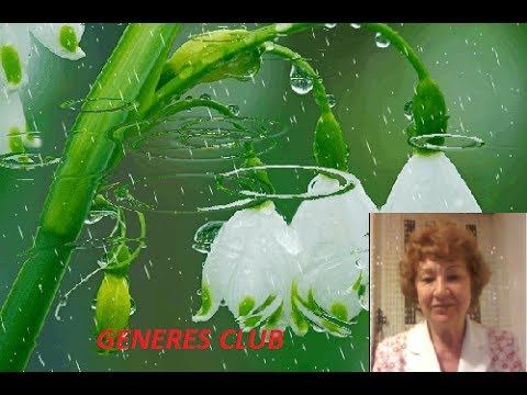Generis Club 2 смотреть онлайн