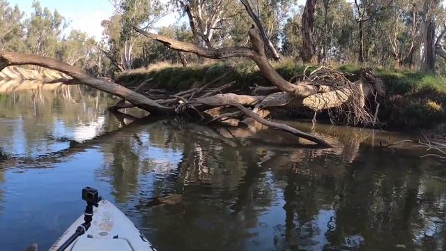 Murray Cod Fishing - Long Days And Short Bite Windows смотреть онлайн