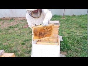 Подсиливание очень слабой пчелиной семьи