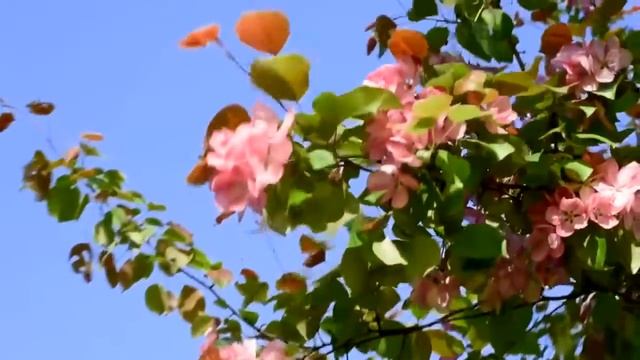 Сура 107 الماعون (Подаяние) смотреть онлайн