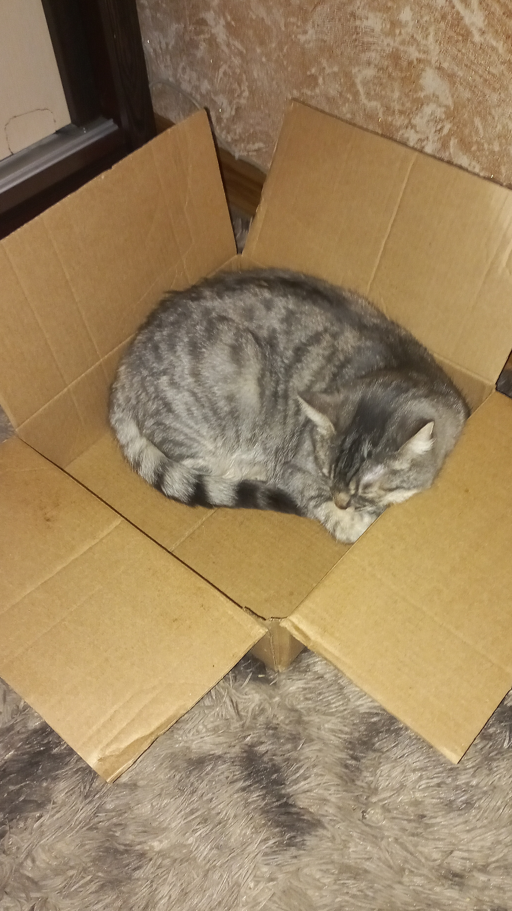 Кошкин Дом смотреть онлайн