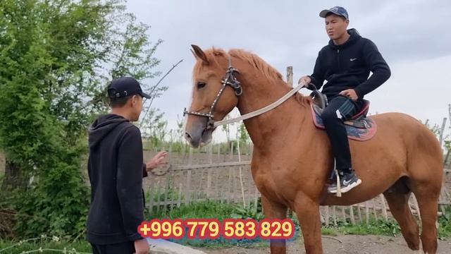 💥ДОНЧАК БУДЁН 💥Эрлан Балбандан рост 1.70 см смотреть онлайн
