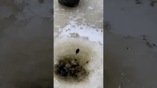 ЩУКА НЕ ВЛАЗИТ В ЛУНКУ. 130 СМ смотреть онлайн