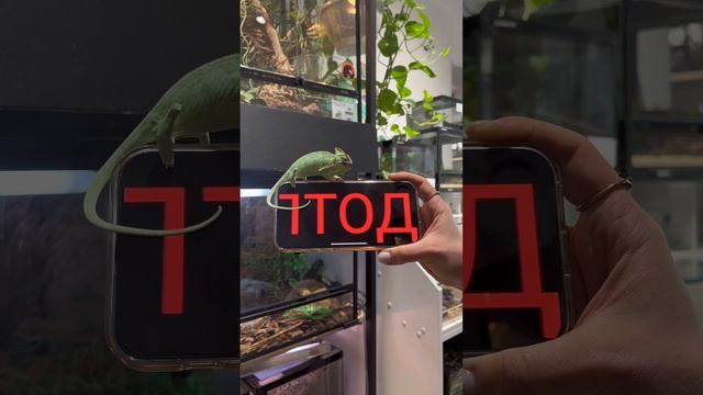 Прийдёшь? 💚 #экзотика #рептилии #зоомагазин #планетаэкзотики #движ #хамелеон #йеменскийхамелеон