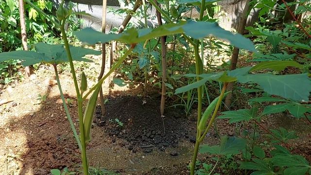 gardening | vegetable gardening | vegetable plant смотреть онлайн