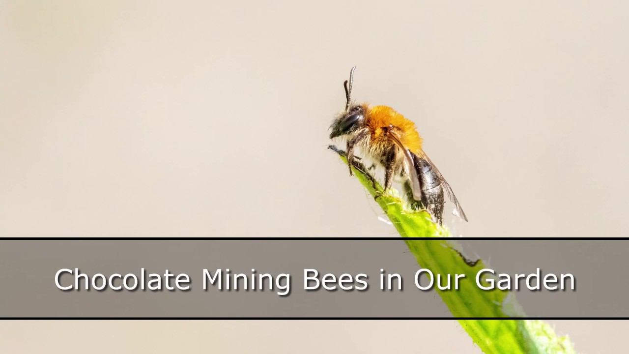 Chocolate Mining Bees смотреть онлайн