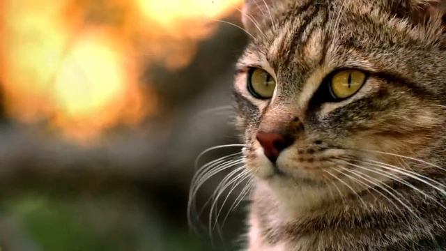 Purina ONE - Born To Be смотреть онлайн