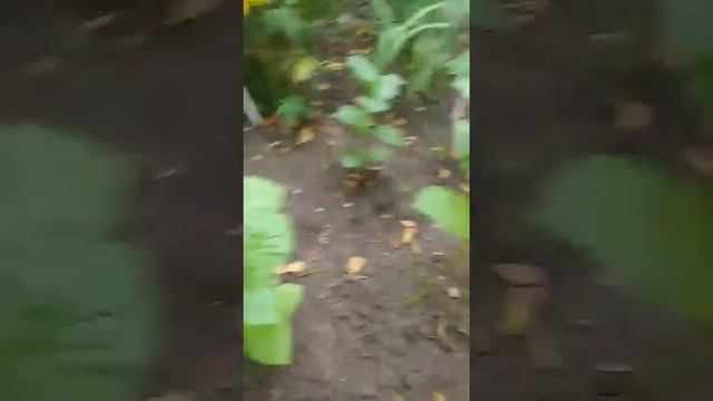 Табак сорта Самарская Гавана 7 августа 2020 года смотреть онлайн