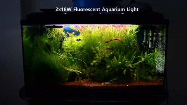 2x 18W fluo vs. 10W Led - In Freshwater Tropical Aquarium смотреть онлайн