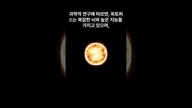신비한 동물사전 비밀의 화가, 옥토퍼스: 해저의 색채 마법사 смотреть онлайн