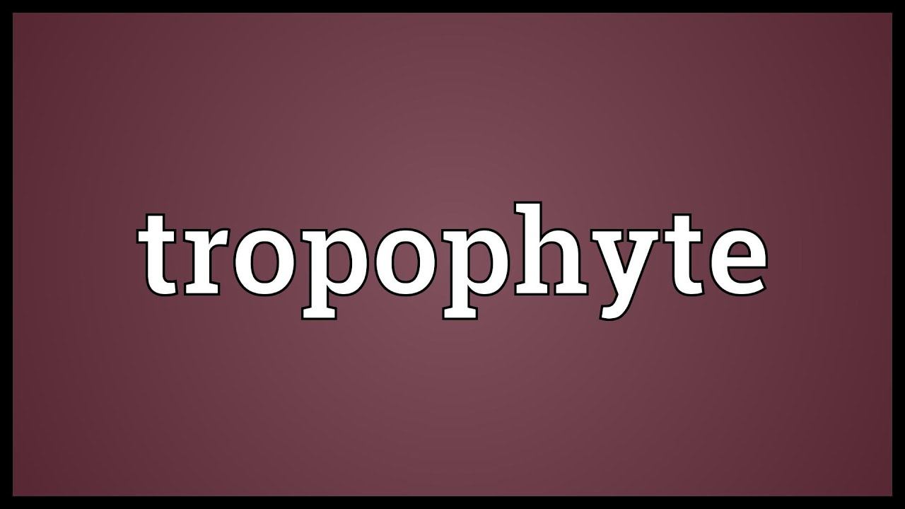 Tropophyte Meaning смотреть онлайн