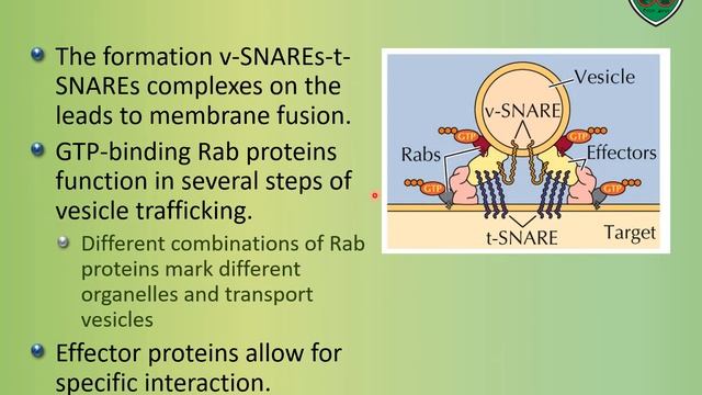 Lecture 02 Protein sorting (Golgi apparatus) 2019-2020 смотреть онлайн