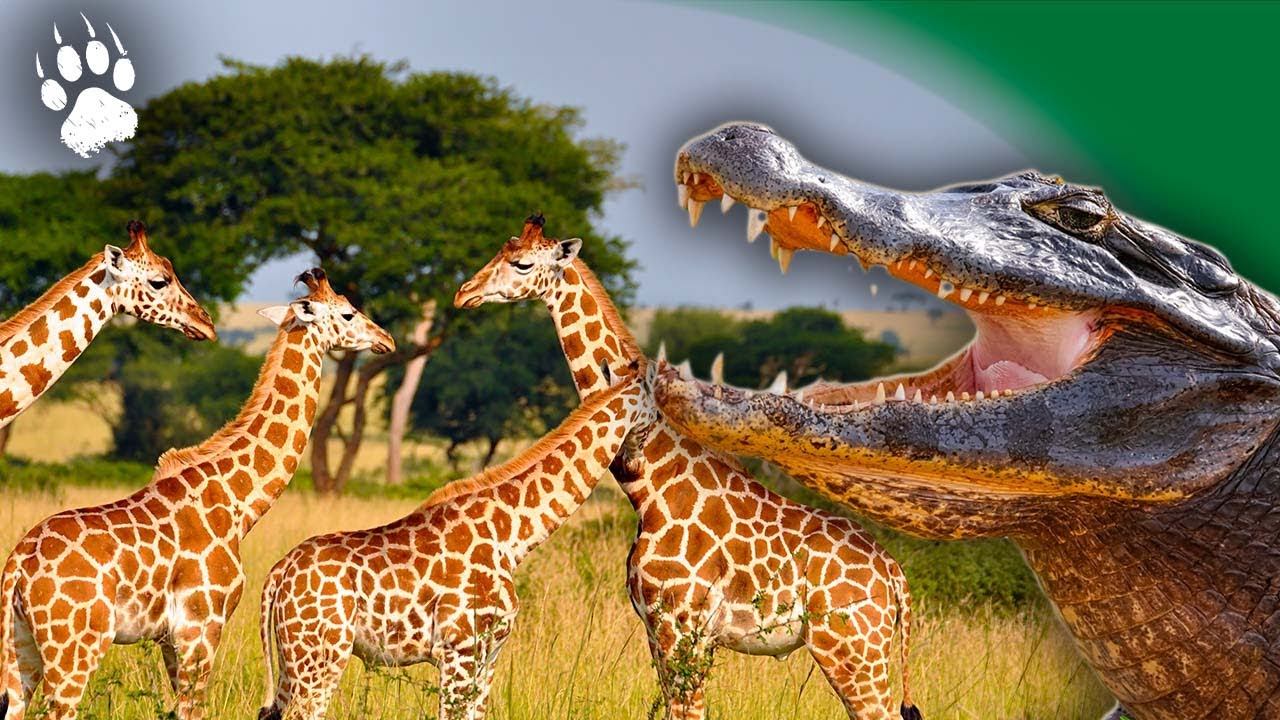 Drôles de rencontres dans la savane - Girafe - Crocodiles - Documentaire animalier - AMP HD смотреть онлайн