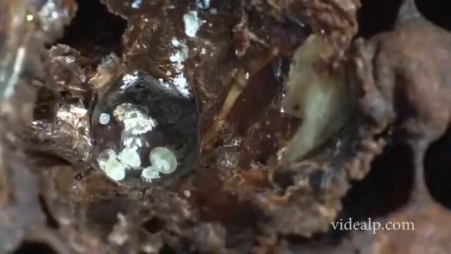 Varroa destructor смотреть онлайн