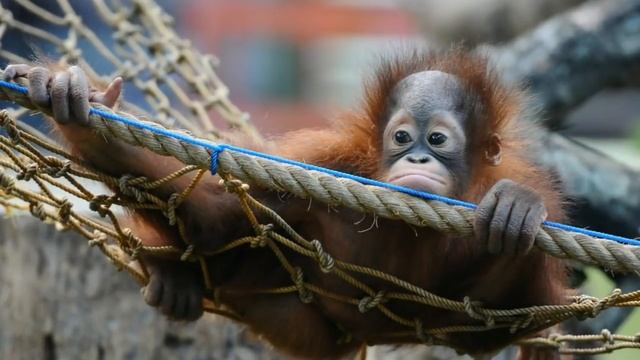 Indonesia’s Zoo Of De-a th Is A Living Hell For Its Animals, And It Needs To Be Shut Down Now смотреть онлайн
