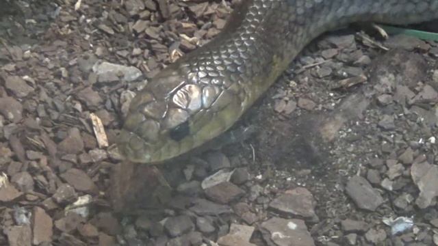 Yellow Tailed Cribo Snake смотреть онлайн