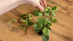 Пеперомия: Пересадка и Размножение семенами, черенками и листом!