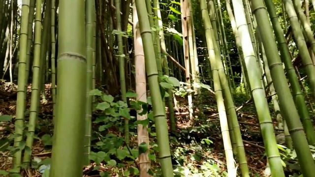 Абхазия смотреть онлайн