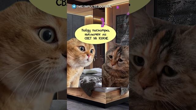 Среди ночи #мыкотики #вмем #разговор #анекдот #шутки #кот #юмор #смешное #прикольно #мемы #cat смотреть онлайн