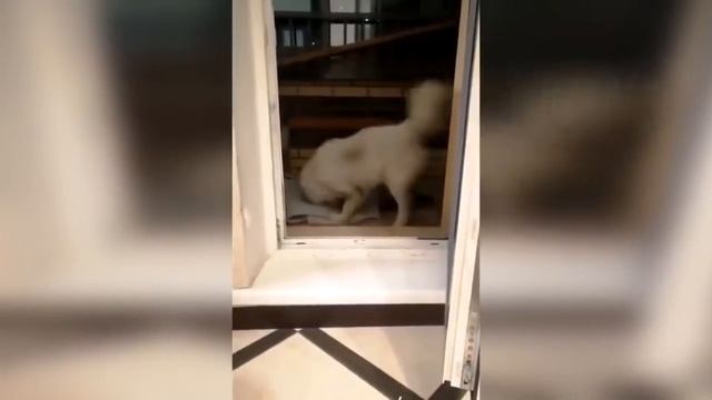 ПРИКОЛЫ 2018 Май # 350 ржака до слез прикол ПРИКОЛЮХА LIKE A BOSS 350