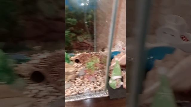 Засыпал грунт, установил декорации в свой 100-литровый аквариум. смотреть онлайн