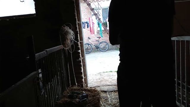 Поросятам троє суток. Проколюєм залізо і купіруємо хвостики!!! смотреть онлайн