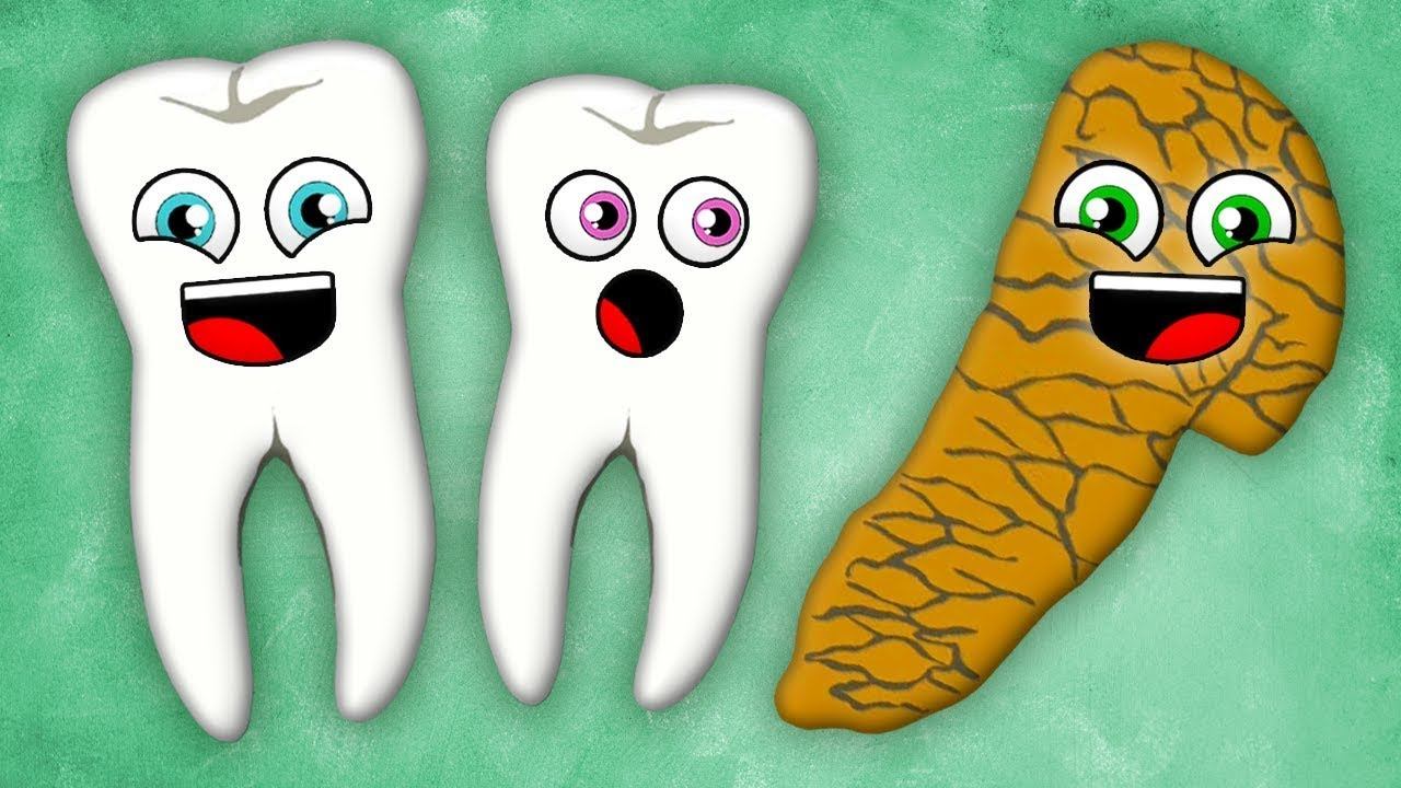 The Teeth and Pancreas! | KLT Anatomy смотреть онлайн