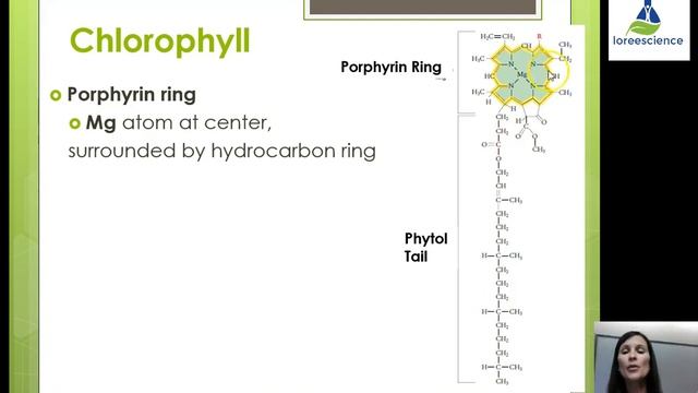 4U Photosynthesis organisms смотреть онлайн