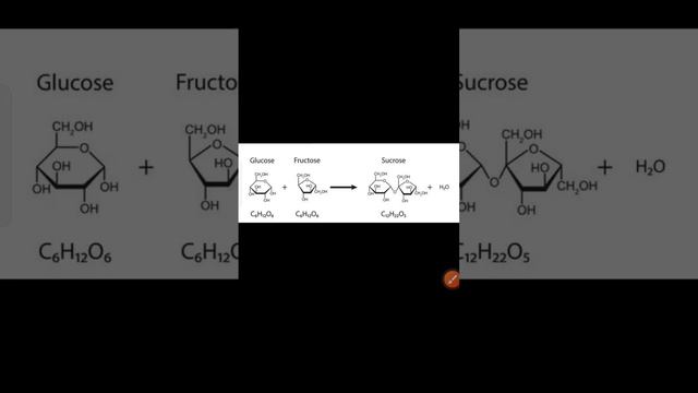 Sucrose#biology#neet#class11#Sucrose disaccharide of glucose and fructose#biology@piyushhans8356 смотреть онлайн