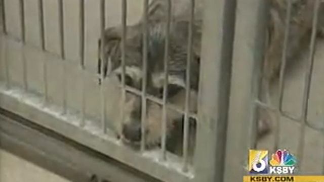Keep your pets safe during storms смотреть онлайн