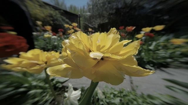 GOPRO Macro Lens Video 1080p Full HD