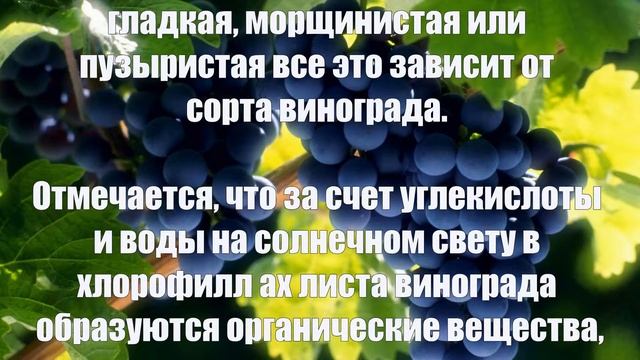 Выращивание винограда смотреть онлайн