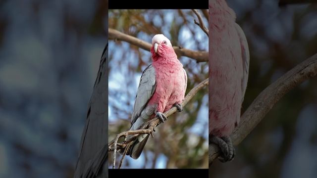 Galahs are small cockatoos and live in Australia and New Zealand. They have a distinctive #viral смотреть онлайн
