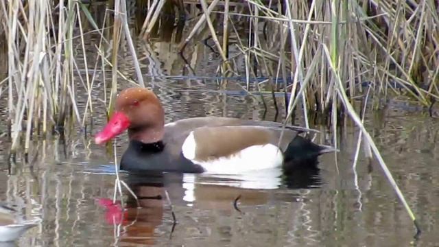 Red-crested pochard (Netta rufina) (Pallas, 1773) Φερεντίνι - Cyprus смотреть онлайн