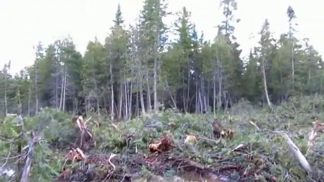 Protector of the Forest and without any qualifying Forestry Papers Roger Babin meets Blogger! смотреть онлайн