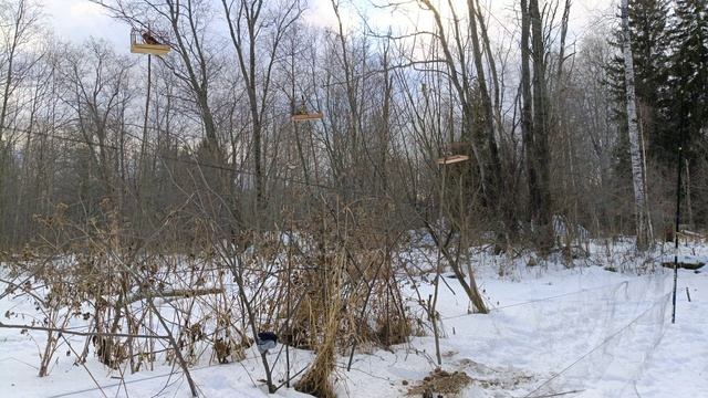 Ловля птиц 1.12.24. смотреть онлайн