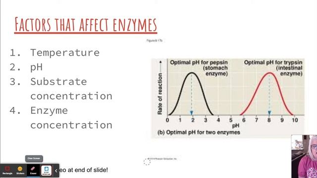 Enzymes - Google Slides смотреть онлайн