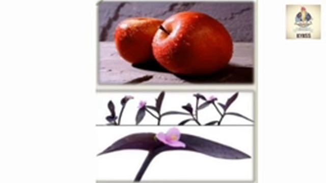 BASIC SCIENCE - 8 | കുഞ്ഞറയ്ക്കുള്ളിലെ ജീവരഹസ്യങ്ങൾ смотреть онлайн