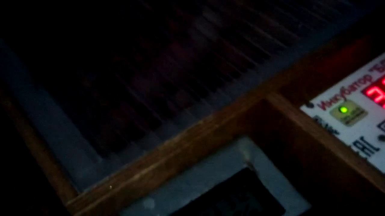 Про инкубатор Блиц.Инструкция к использованию.О том,что мы выводим цыплят в дом.условиях и мн.др. смотреть онлайн