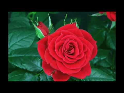 Rose Time Lapse in Reverse смотреть онлайн