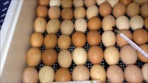 Начало инкубации/закладка яиц в инкубатор/