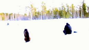 Зимняя рыбалка на таежной речке. Сорога, чебак.