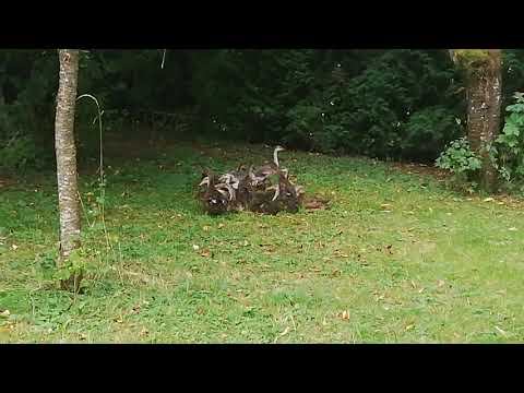Соседские молодые гуси и утки-бегунки. смотреть онлайн