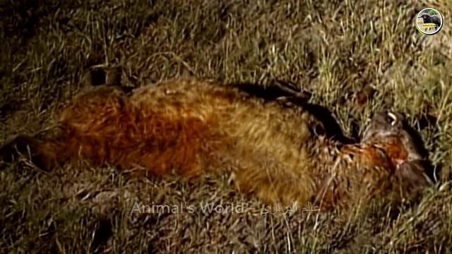 Crazy Moments Lion Kills Hyena - Lion King vs 3 Hyenas! Rare KILL! смотреть онлайн