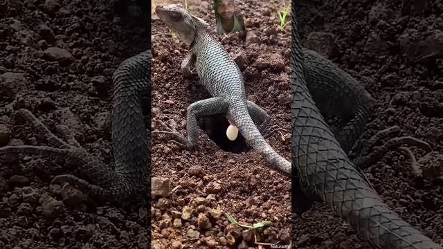 #lizard #reptiles #animals #iguana #pets #reptile #animal #viralvideo #shortsvideos 🤭🤣 смотреть онлайн