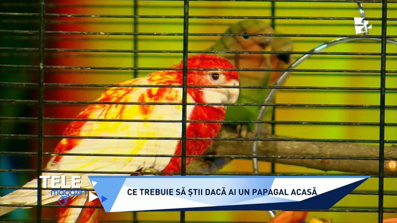 Sfaturi pentru îngrijirea papagalilor. Ce boli pot dezvolta şi cum îi învăţăm să vorbească смотреть онлайн