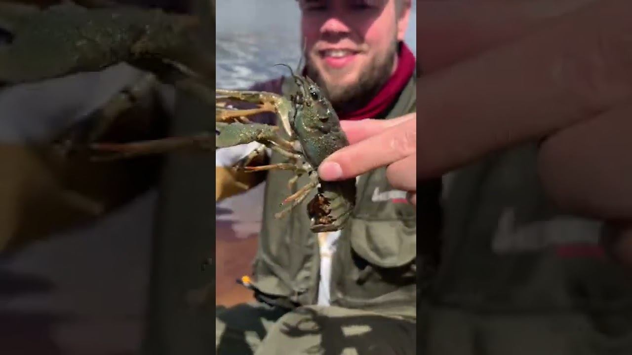 Волжские раки смотреть онлайн